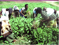 culture de légume